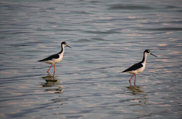 Pair of Wading Shore Birds in Shallow Waters