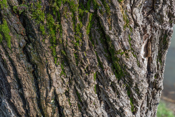 tree bark texture, wood, closeup
