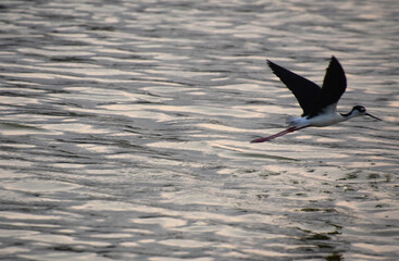 Flying Black and White Sandpiper Over Water