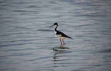 Ruffled Feathers on a Black Neck Stilt in Shallow Water