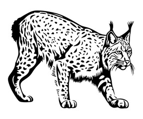 Lynx or bobcat, black vector isolated against white background 