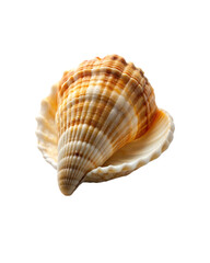 Obraz premium beautiful shell isolated on transparent