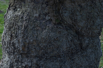 texture, tree bark, wood, closeup