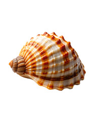 Fototapeta premium beautiful shell isolated on transparent