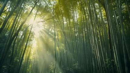Gardinen bamboo forest in the morning © Terlan