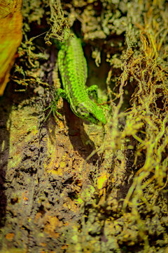 a beautiful green guster on a tree trunk