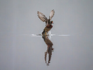 Wood Ducks
