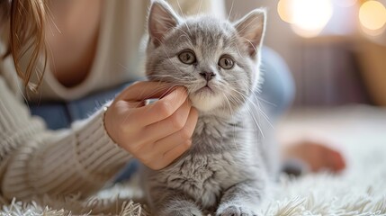 Happy kitten likes being stroked by woman's hand. The British Shorthair. Happy cute gray British short hair kitten likes being stroked by woman's hand on the chin, on modern home background. animals