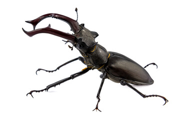 Stag beetle huge insect