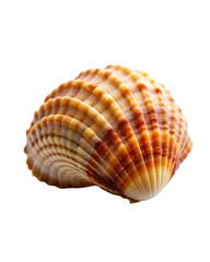 Fototapeta na wymiar beautiful shell isolated on transparent