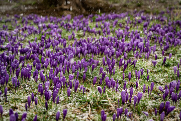 Purple crocuses in the spring