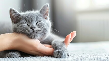 Happy kitten likes being stroked by woman's hand. The British Shorthair. Happy cute gray British short hair kitten likes being stroked by woman's hand on the chin, on modern home background. animals - obrazy, fototapety, plakaty