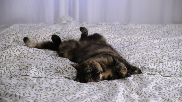 Sound asleep. Tricolor cat sleeps lying on back with paws up on the bed in bedroom. Happy peaceful life concept. Relaxed kitty. Home relaxation of domestic animal. No parasites. Treated pet. 4K