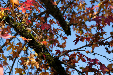 Sycamore leaves falling to the ground in autumn