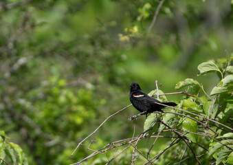 Red Winged Blackbird