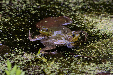 Male Green Frog Fight for Dominance