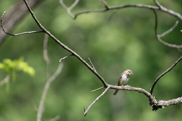 Song Sparrow