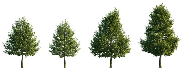 Tilia × europaea set street summer trees medium and small isolated png on a transparent background perfectly cutout (common linden, common lime, European lime)