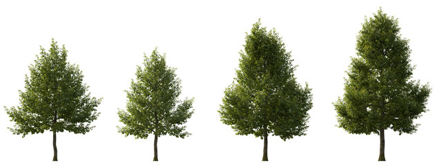 Tilia × europaea set street summer trees medium and small isolated png on a transparent background perfectly cutout cloudy light (common linden, common lime, European lime)