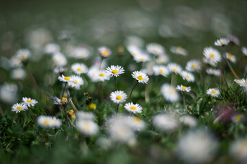 Daisies in the grass. Blur effect with shallow depth of field, vintage lens rendering