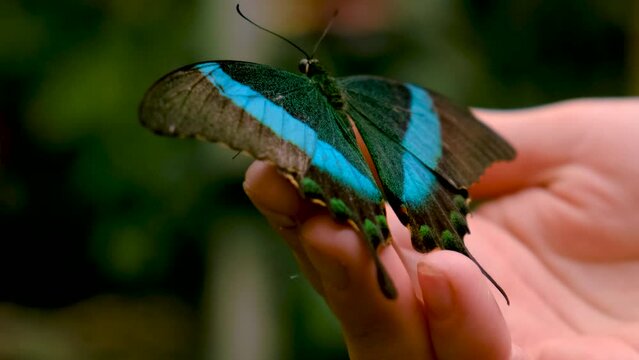 tropical butterfly on hand. selective focus.
