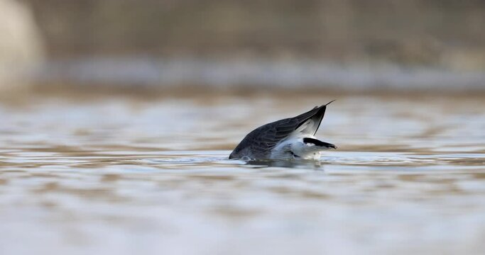 The black-tailed godwit (Limosa limosa) is a large, long-legged, long-billed shorebird.