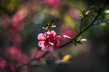 Pink flowers of Japanese quince in the spring. Blur effect and shallow depth of field with vintage lens - 766540283