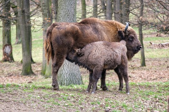 European bison, Bison bonasus  calf suckling for Milk with mother. Healthy European buffalo mother and calf on the forest