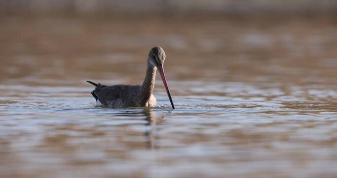 The black-tailed godwit (Limosa limosa) is a large, long-legged, long-billed shorebird.