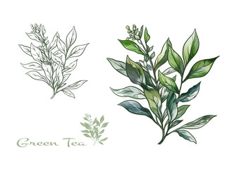 Branch with leaves of green tea. Clip art, set of elements for design Vector illustration. In botanical style