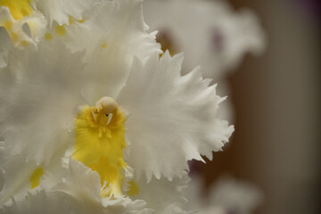 Close-up of white orchid with yellow pistil