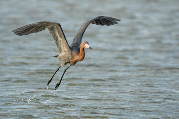 Reddish Egret flying