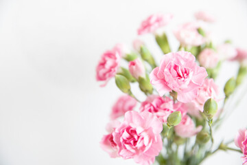 bunch of pink carnation flowers on a white background