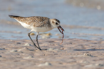 Juvenile Black-bellied Plover