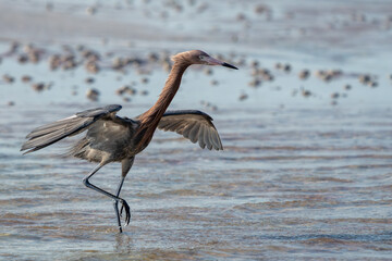Reddish Egret