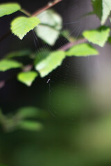 spider web close up with birch 