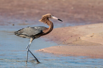 Reddish Egret