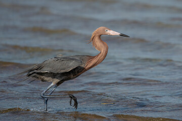 Reddish Egret