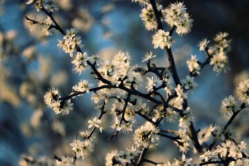 blühender Schwarzdorn im Frühling