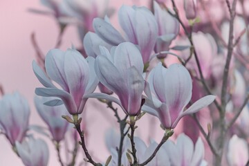 zarte Blüten der Magnolie