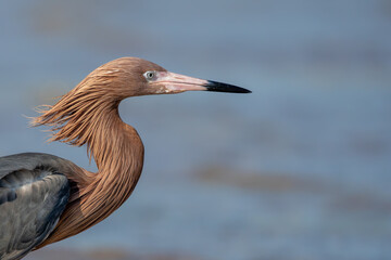 Close-up Portrait of a Reddish Egret