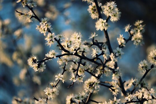 bl&uuml;hender Schwarzdorn im Fr&uuml;hling
