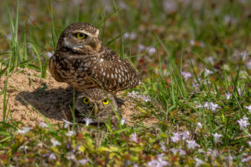 Burrowing owls near nest