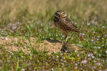 Burrowing owls near nest
