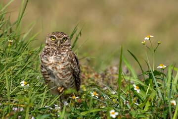 Burrowing owl