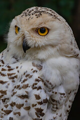 horned owl