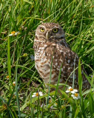 Burrowing owl