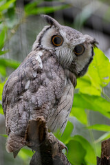 great horned owl