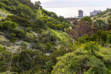 Haifa, Israel, path through the Wadi Siah Valley to the sea in spring. Euphorbia thickets.