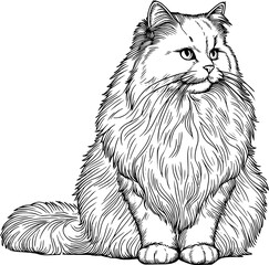 Sketch of a cat, Anggora cat illustration